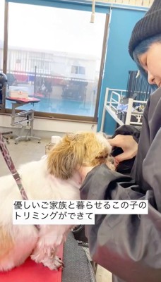 トリマーにカットをされる犬