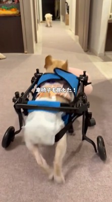 車椅子で家の中を移動するフレンチブルドッグ