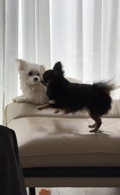 ココちゃんを遊びに誘うランコちゃん4