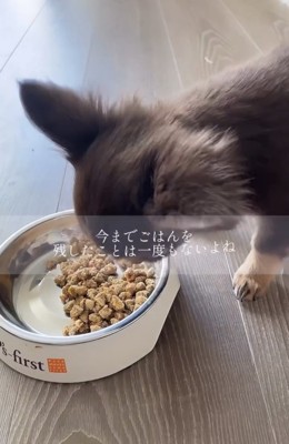夢中でごはんを食べる犬