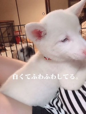 真っ白ふわふわのトックちゃん