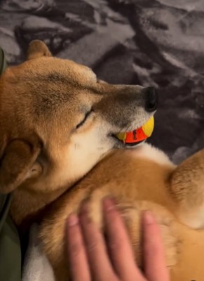 ボールを咥えたまま飼い主をお出迎えする犬