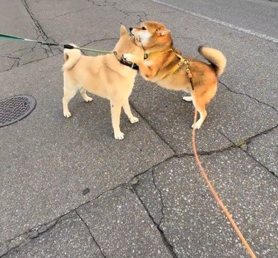 微笑ましい友情でした