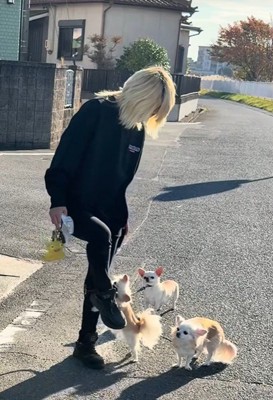 チワワ3匹とお散歩6
