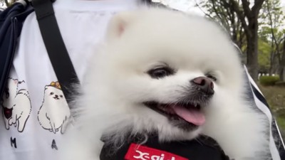 抱っこされるマヨちゃん