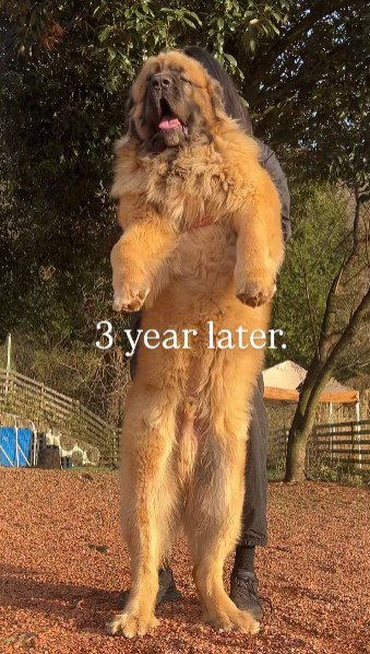 こんなに巨大化!!