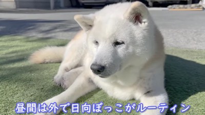 柴犬のあいちゃん