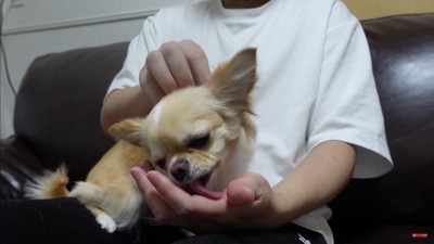 飼い主さんが浮気した時のみるくちゃん7