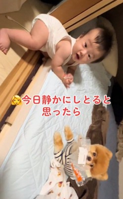 ポメラニアンのちょっちゃんと赤ちゃん