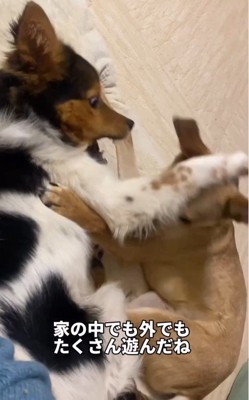 同居犬とも仲良くなった
