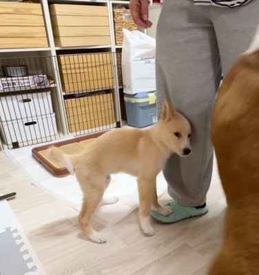 保護主の足に頭をくっつける子犬