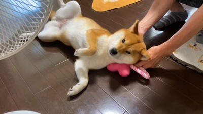 枕代わりのおもちゃを頭の下へ