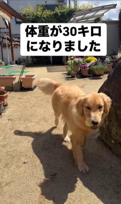 ビビちゃんの成長9