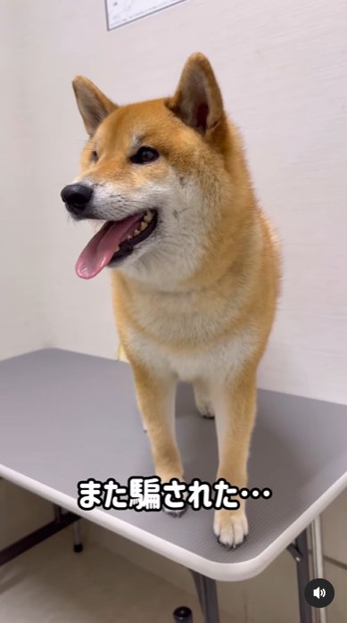 台に乗せられて焦る柴犬