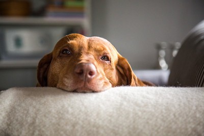 こちらを見つめている犬