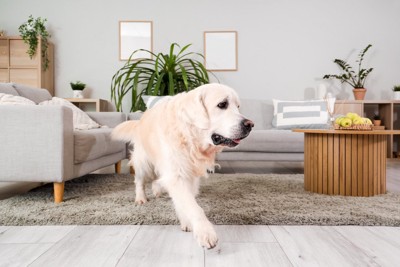 リビングを歩くレトリバー