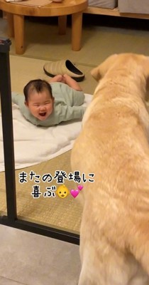 犬が部屋に戻ってきて喜ぶ赤ちゃん