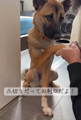 爪切りする犬
