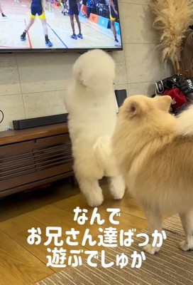 「それ、僕のボールだよね？」