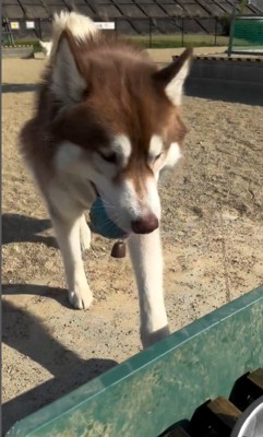 ボール遊びをするZIGGYくん&光合成をするMARLEYくん