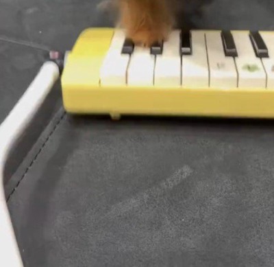鍵盤の上に置かれている犬の前足