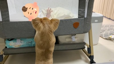 ハナちゃんのあやし方6