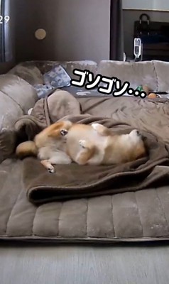 毛布に包まるころ君3