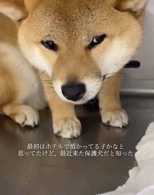 不安いっぱいの表情だったくま丸さん