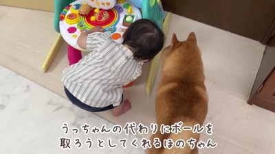 ボールを取ってあげるほのちゃん