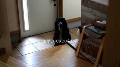 ルーク君をお散歩に誘った時の態度4