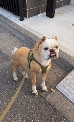 みやびちゃんを馬に加工5