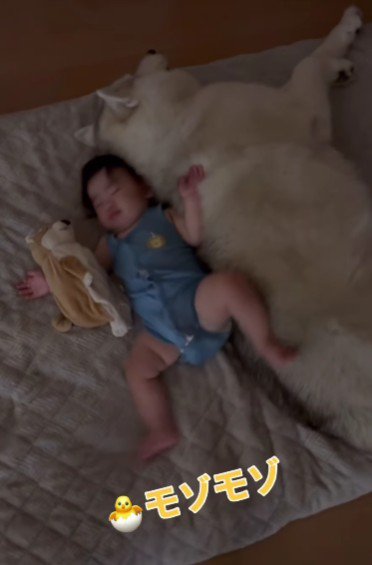 ふわふわの毛にタッチ