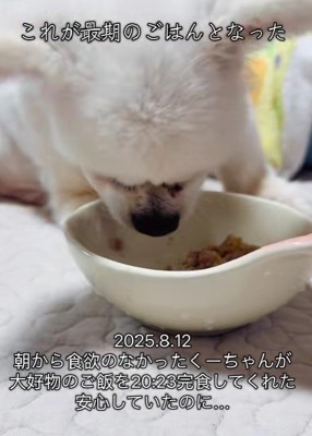 最期のご飯をもりもり食べた