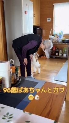 おばあちゃんに飛びかかる犬