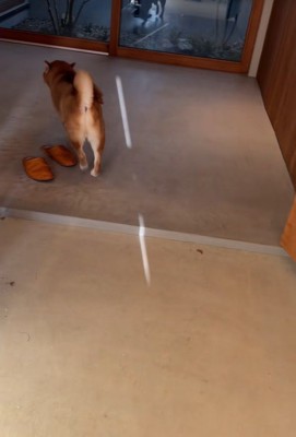 どこかに行ってしまいました