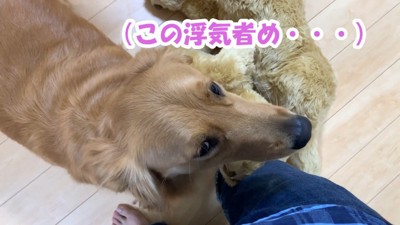 嫉妬するよもぎちゃん8