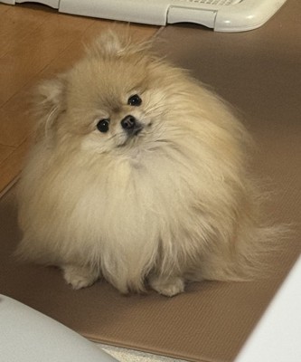 可愛い
