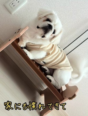 家にも慣れてきた