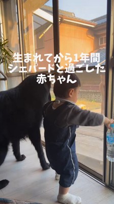 一番の遊び相手が悟空ちゃん