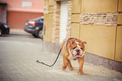 リードを引きずってひとり歩く犬