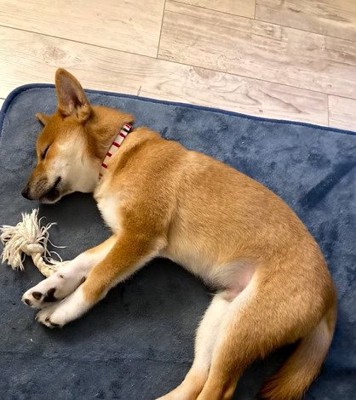 横になって寝る子犬