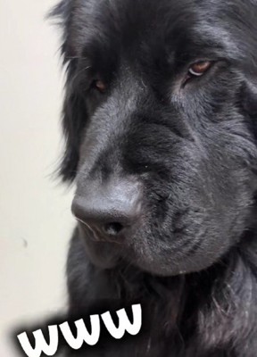 悪すぎる顔のバンデちゃん！！