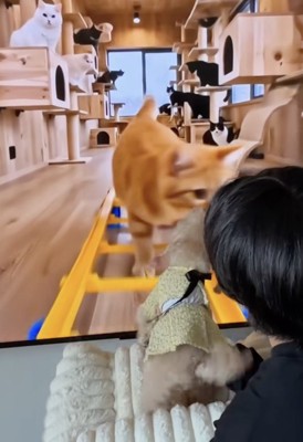 「あっちいけっ」