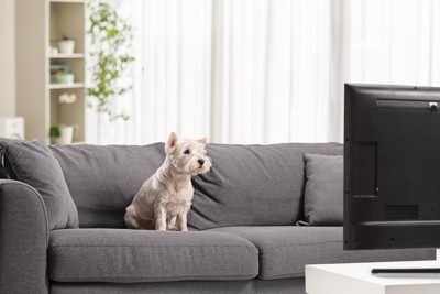 ソファーに座ってテレビを見ている犬