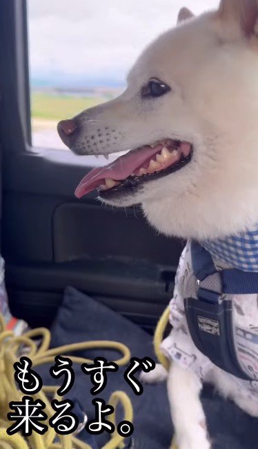 残念そうなごん太くん