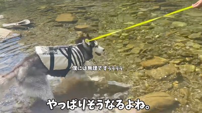 足先を川に入れて後ずさりするハスキー犬
