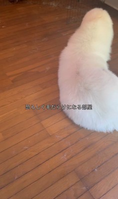 掃除中のグラくん&ダンボくん