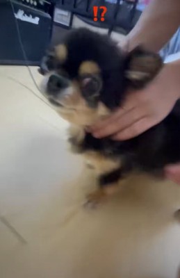 まだ驚いている様子の小型犬