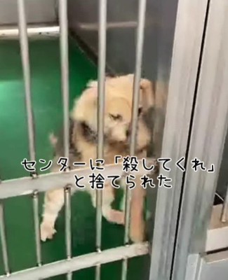 『殺してくれ』と捨てられた犬