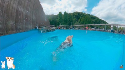 コーギーのスイミングスクール9